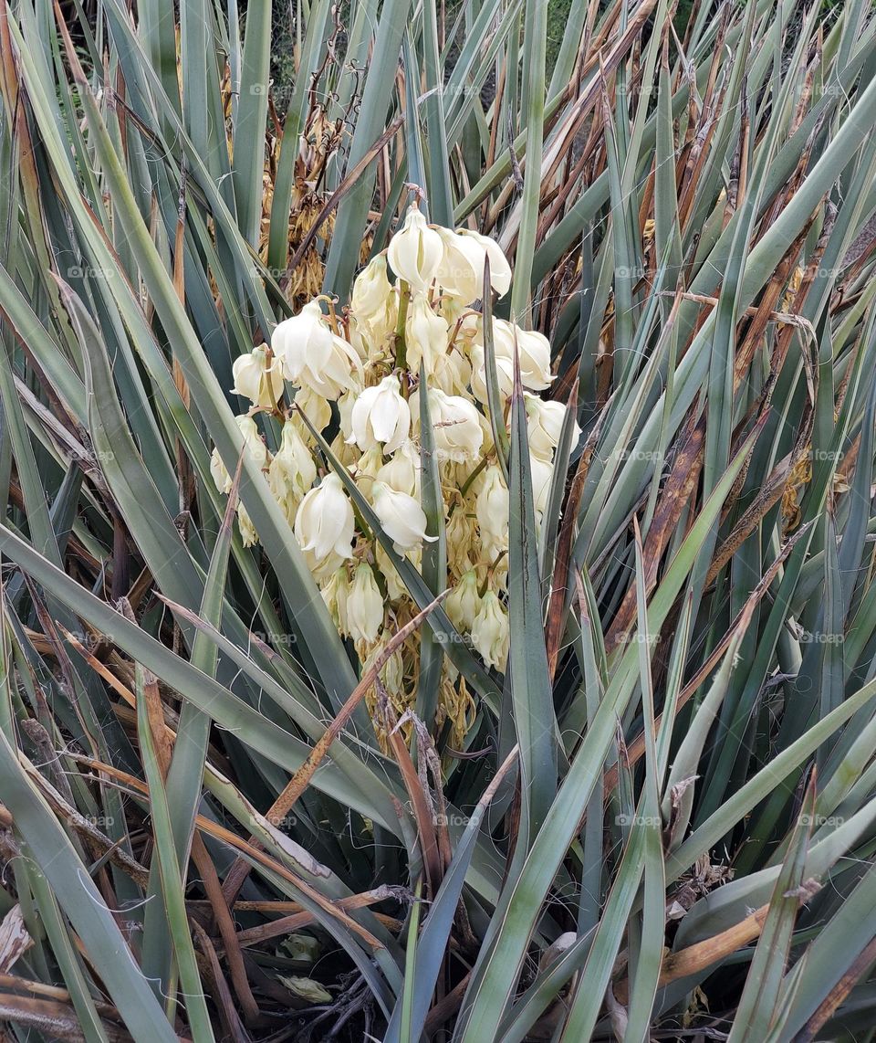 Spring Flowers of a Yucca Plant