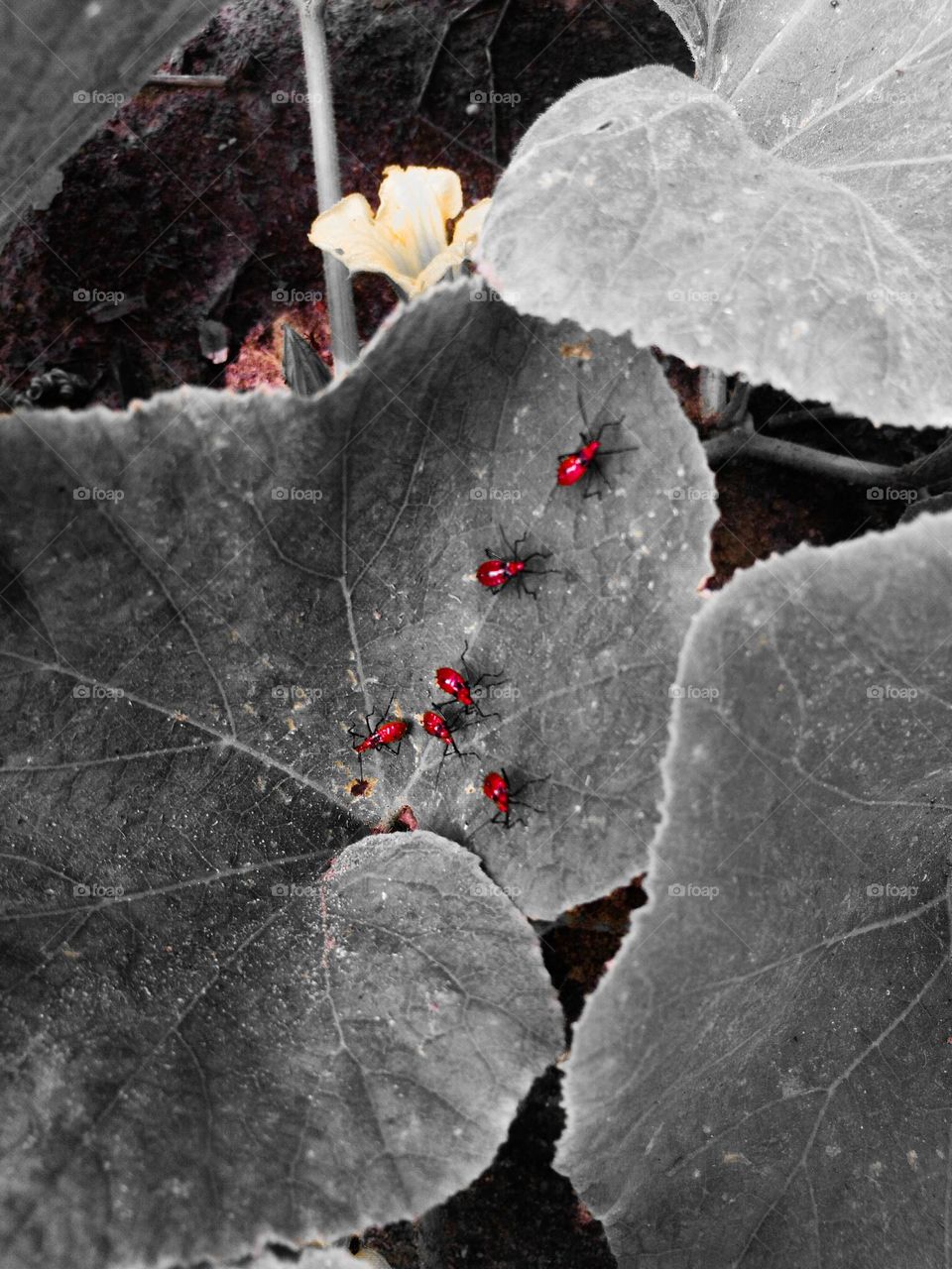 little insects on a leaf
