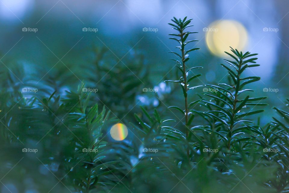 I like to take these macro/bokeh photos once in a while. Took a trip all the way to my front yard. 