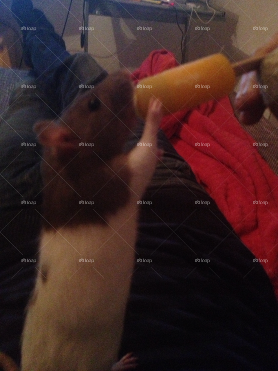 sweet ice animal eat by katrink