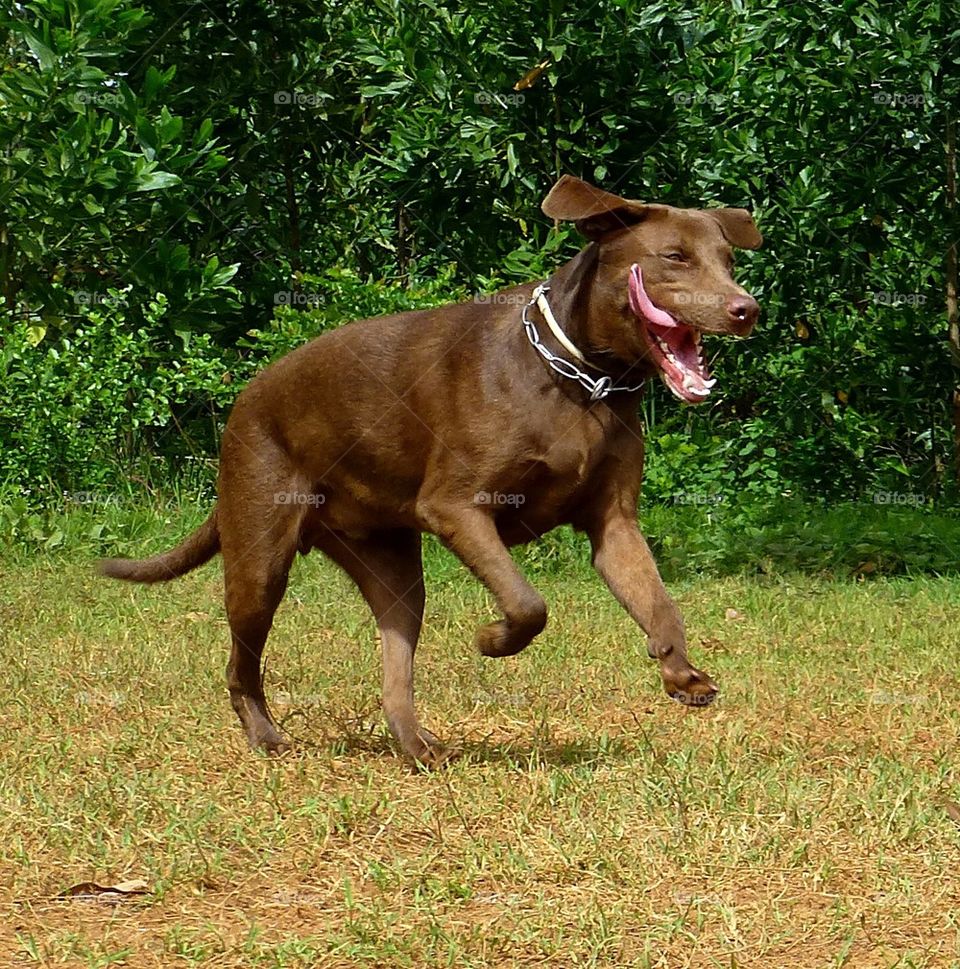 Happy Dog