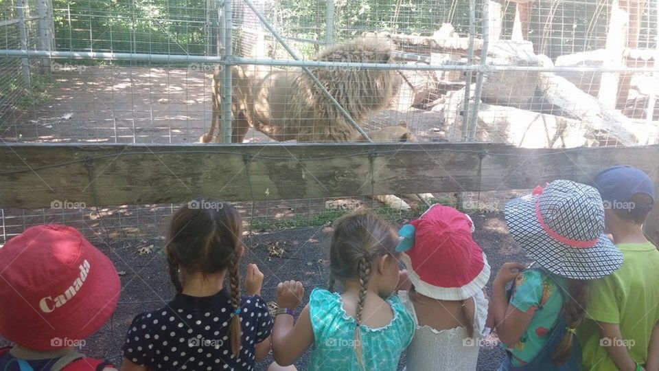 Kids at the zoo looking at lions 