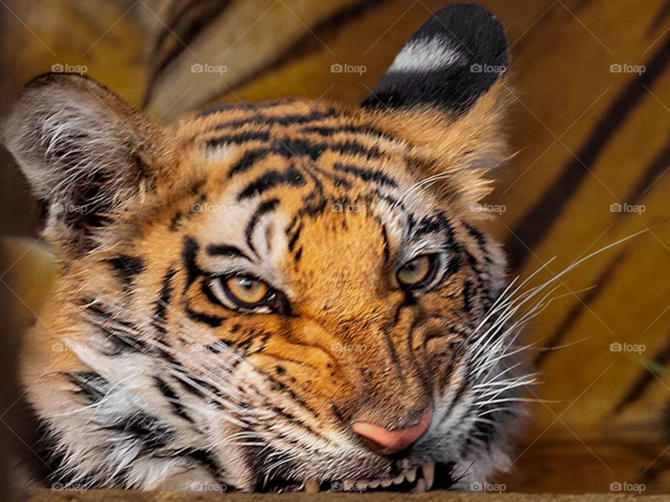 dangerous tiger