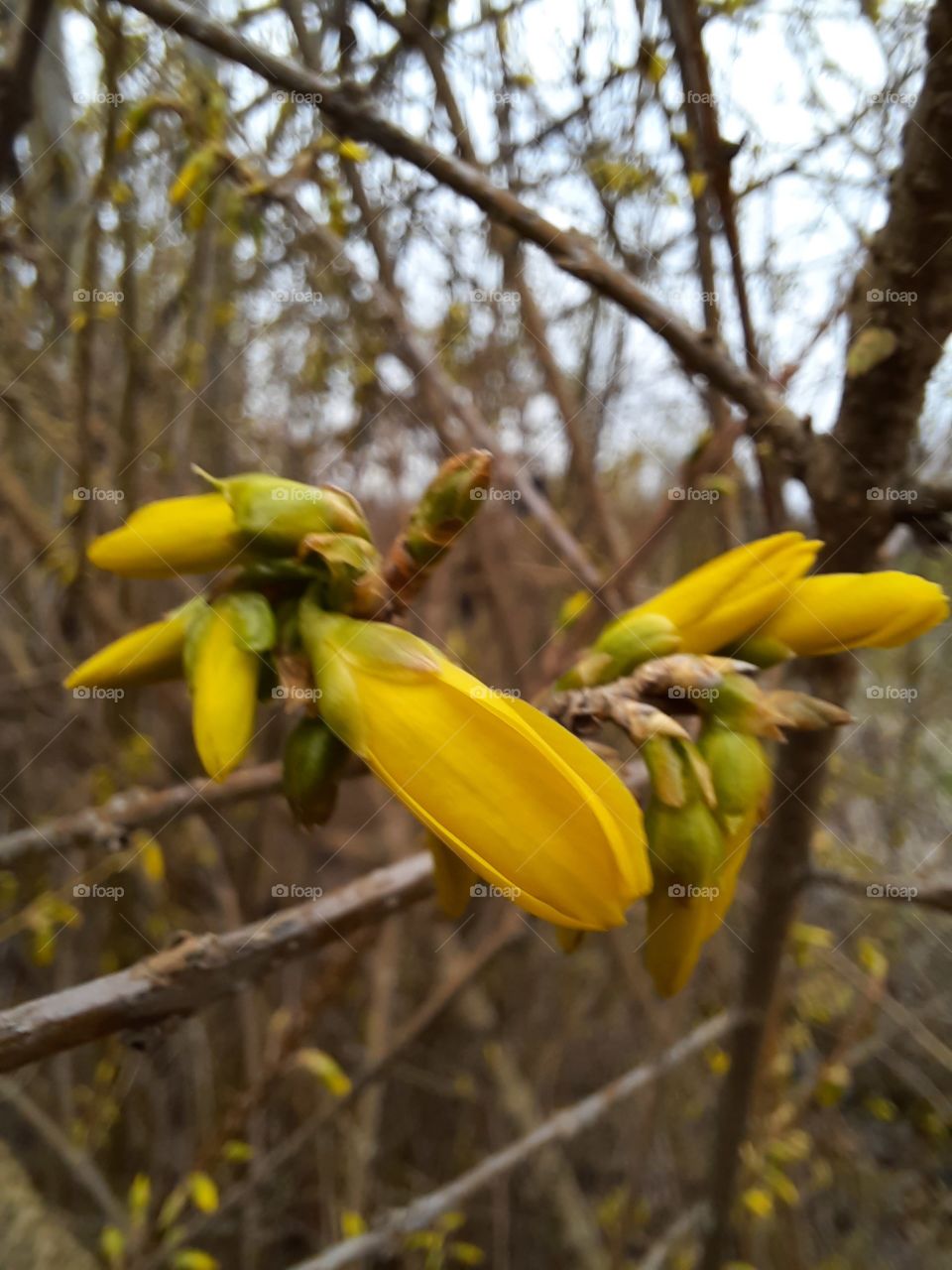 start of blooming of yellow forsythia in early spring