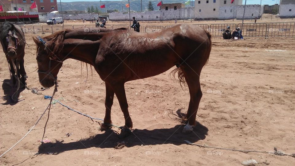 Beautiful brown horse.