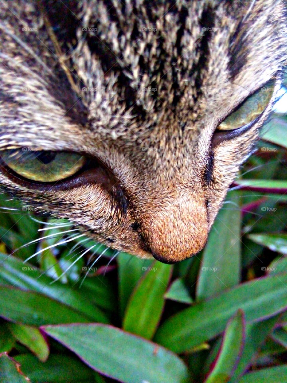 Lufitha the Cat😻😻😻