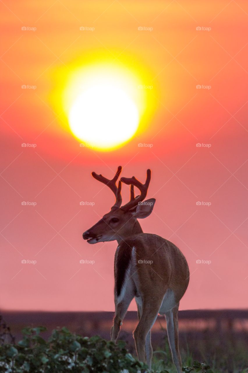 Deer-rise. Kiawah island, SC