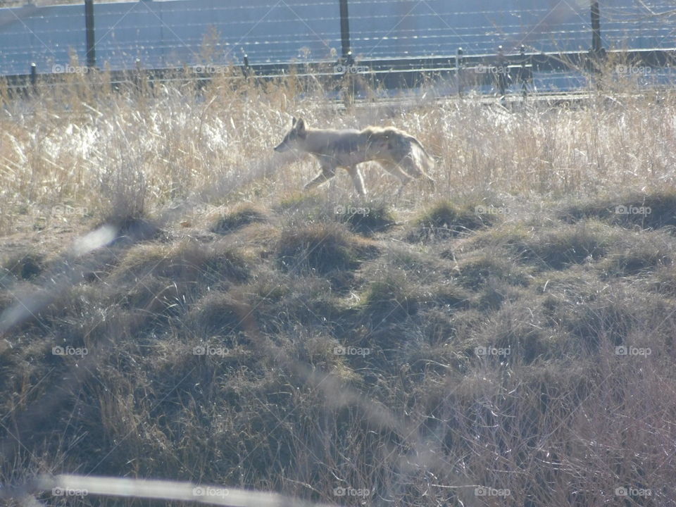 Coyote in the weeds