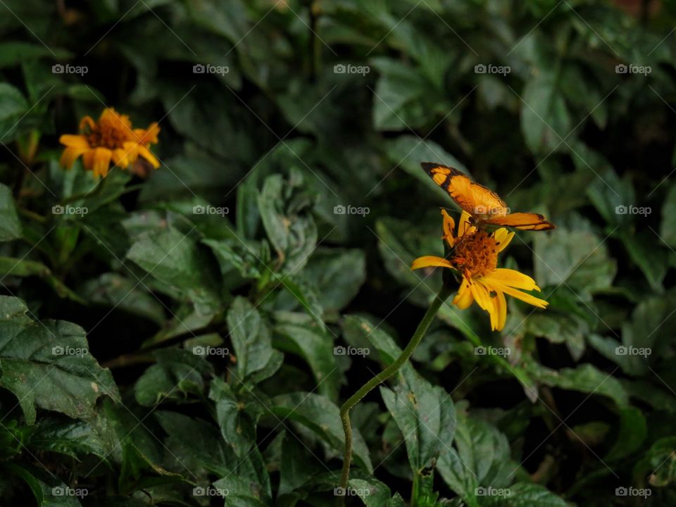 Butterfly resting on a wild daisy