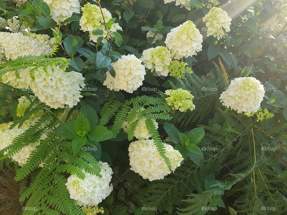 white flowers