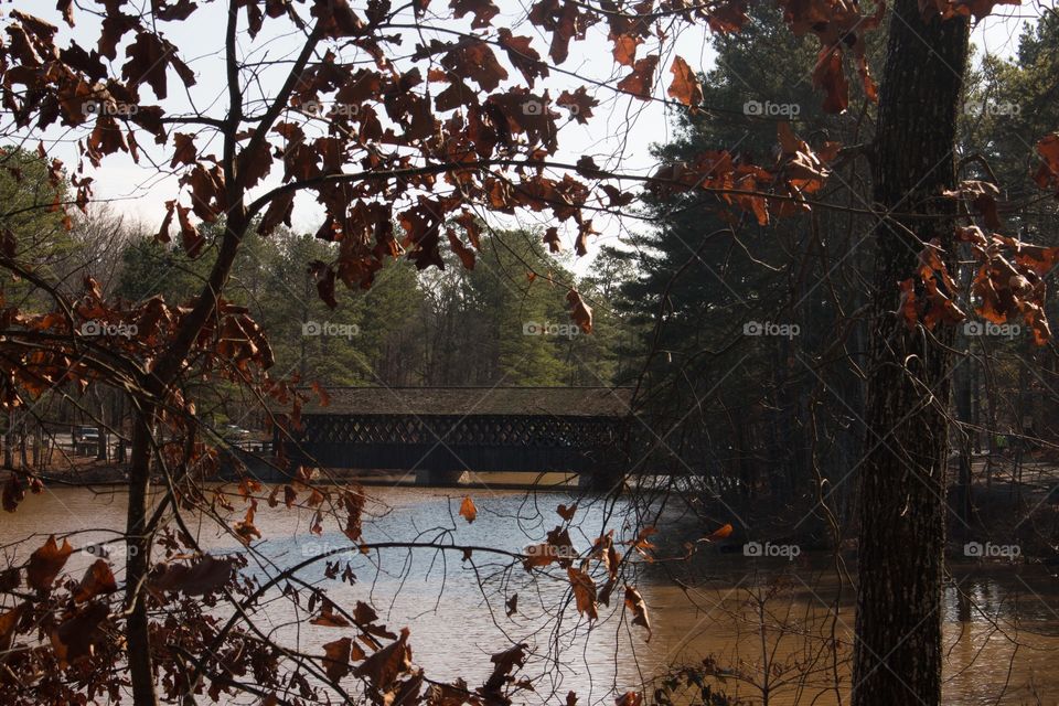 Bridge through the brush