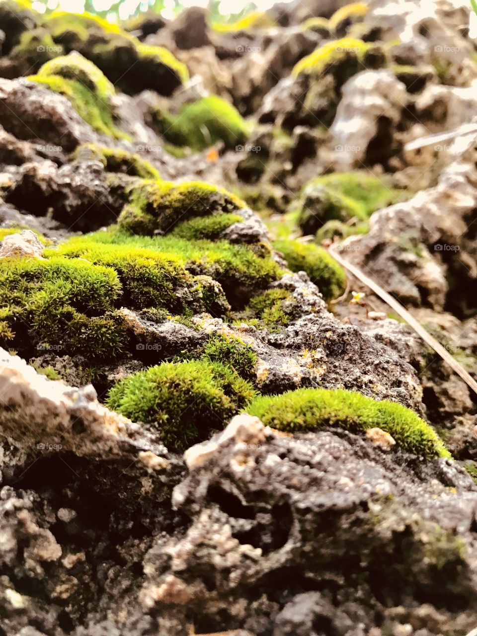 Better moss rocks