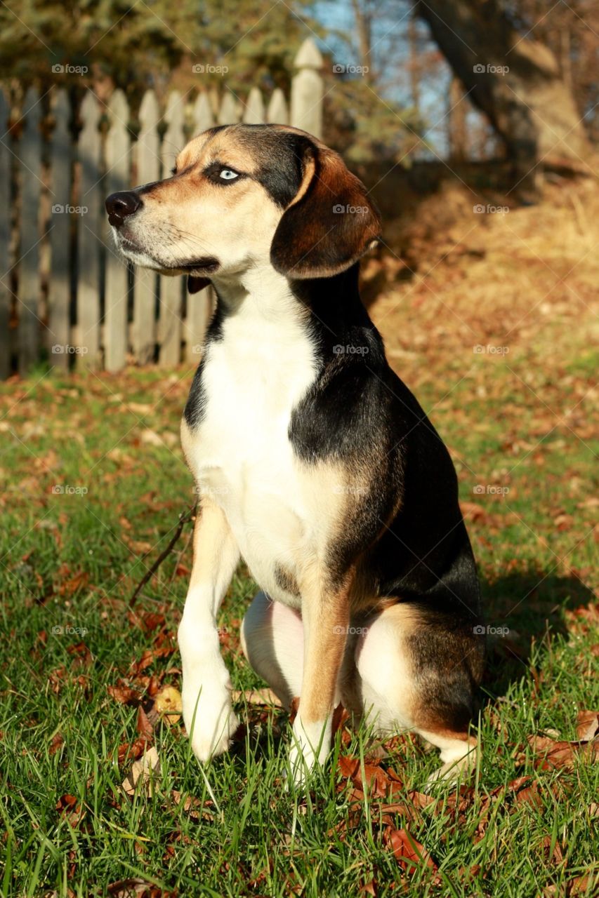 Regal beagle