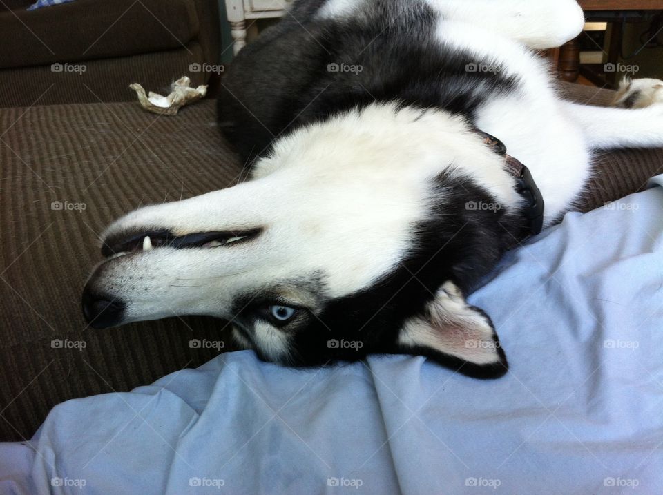 Husky upside down napping