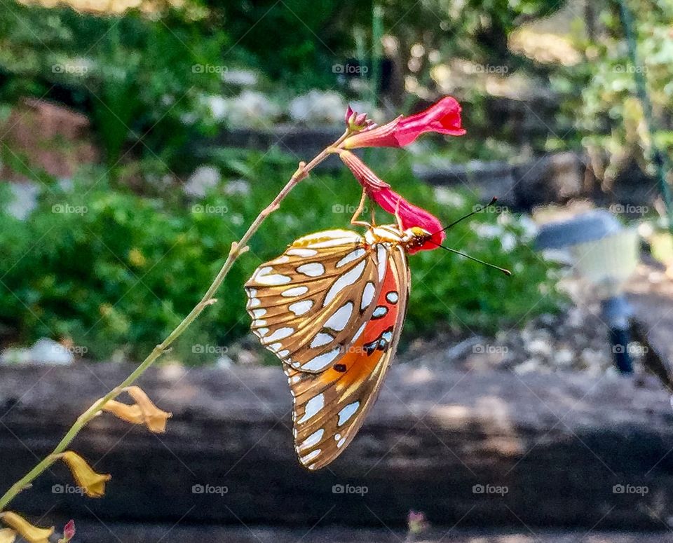 Monarch on flower