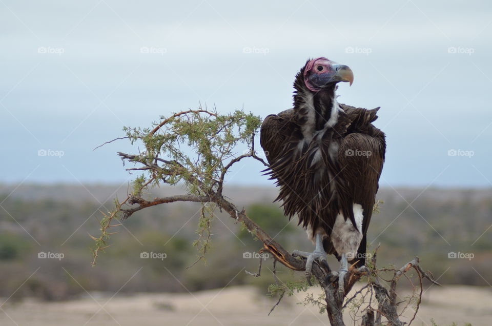 Lappet face vulture watching the world