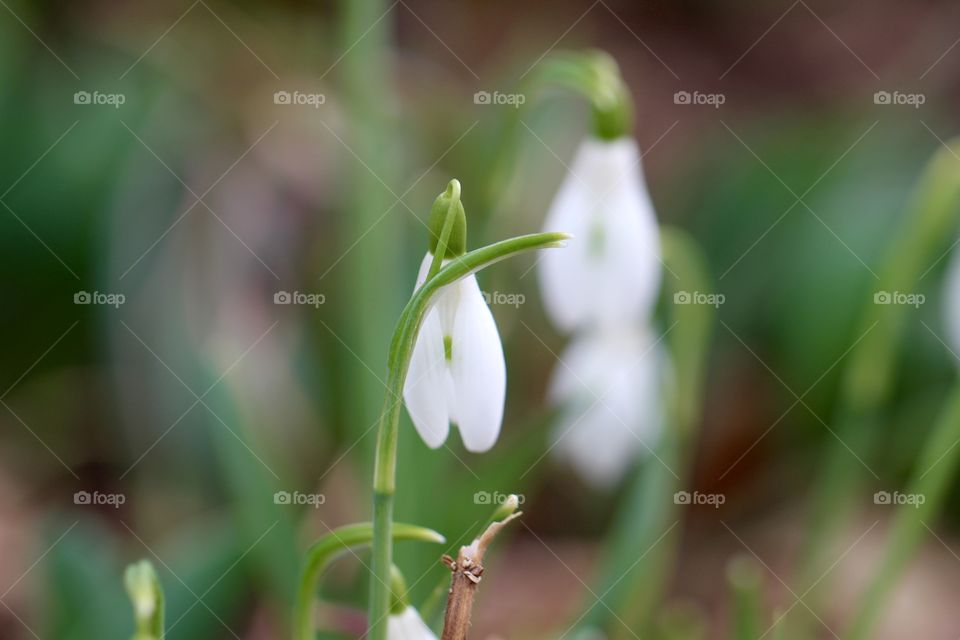 Snowdrop in February 2
