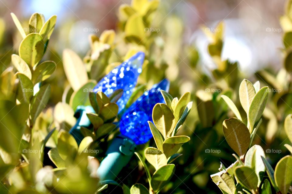 Blue lights in the bushes