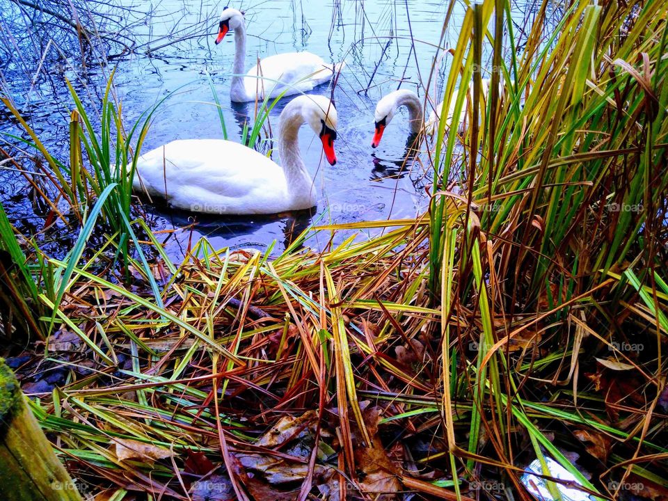 Birds, swans