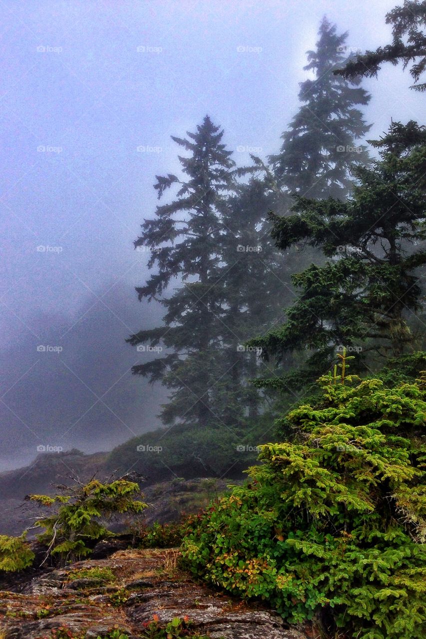 Misty Forest Headlands