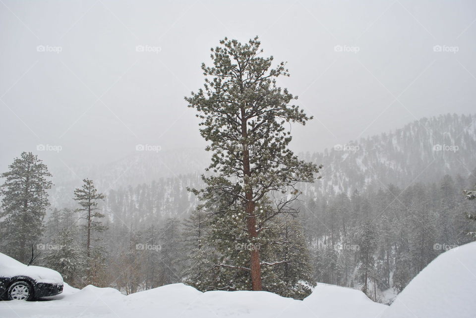 Forest in the winter