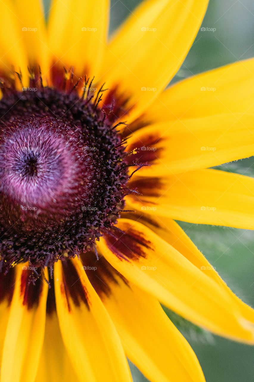 Yellow flower 