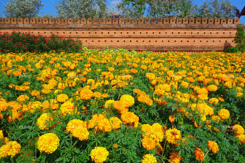 marigold yellow flower red by sonchai