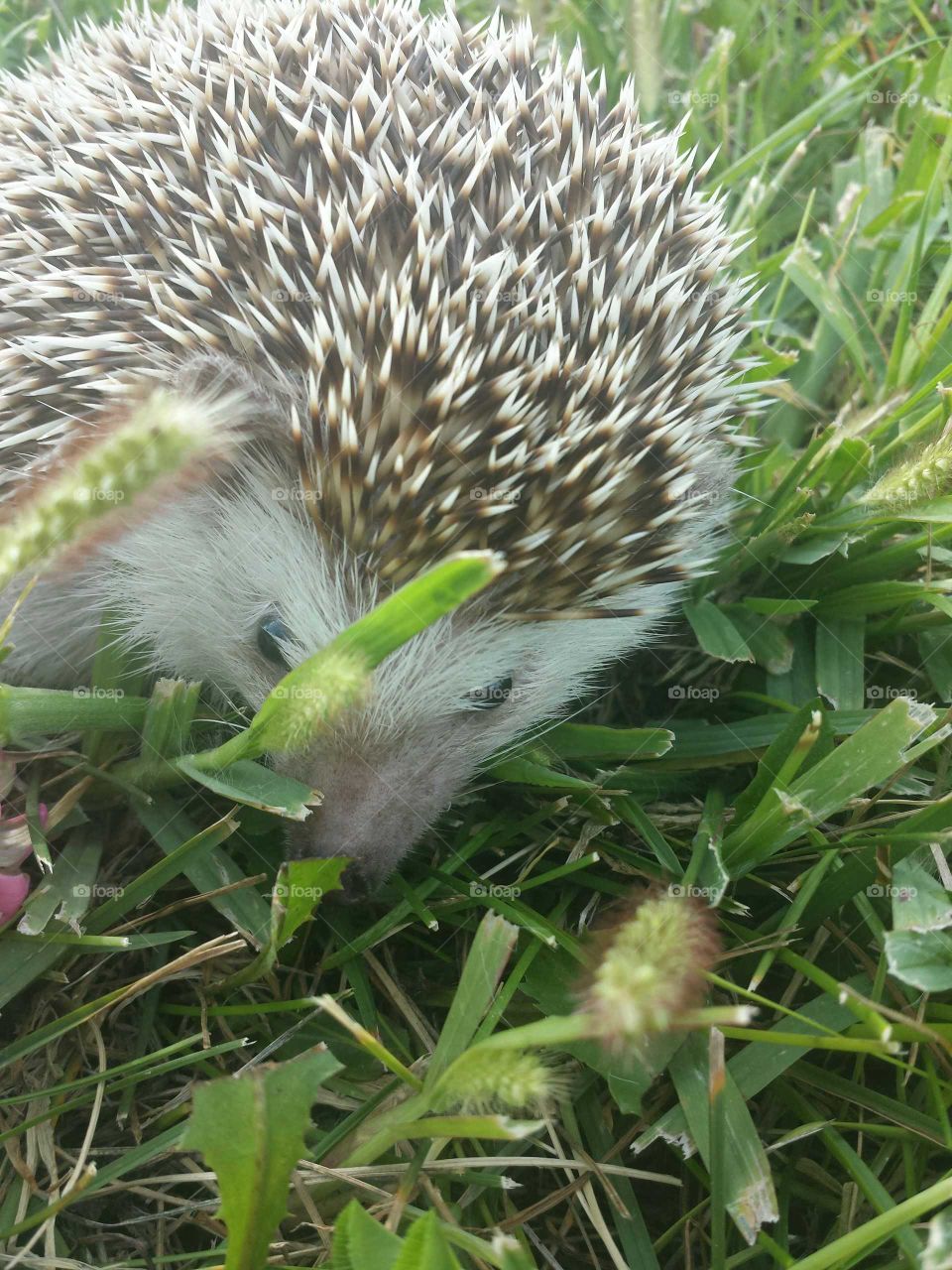 hedgie friend