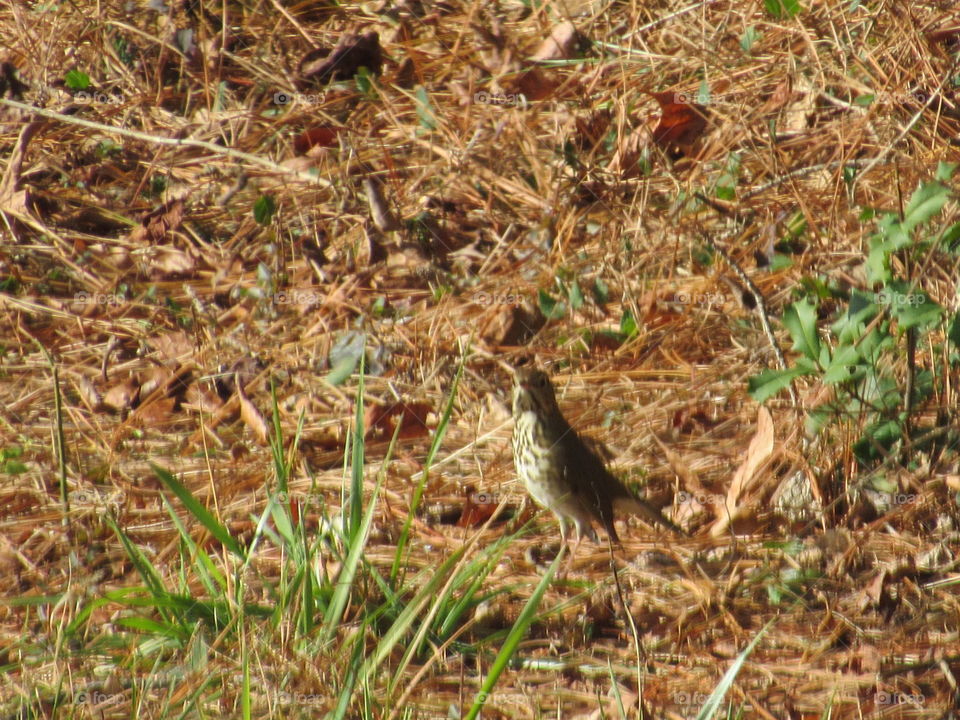 Hermit thrush