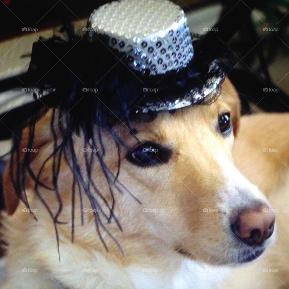 Close-up of dog wearing hat