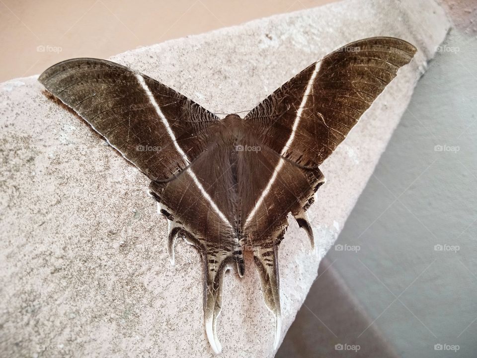 Big butterfly’s corpse.