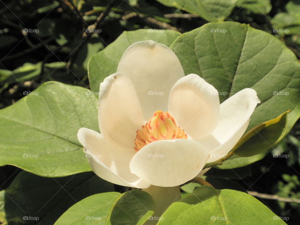 magnolia sieboldii