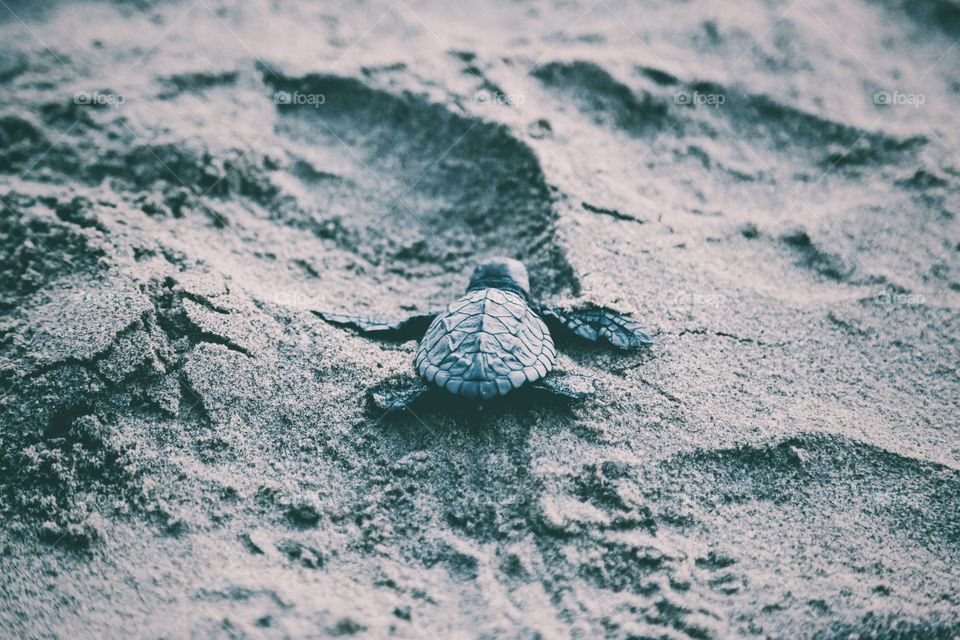 Turtle on beach