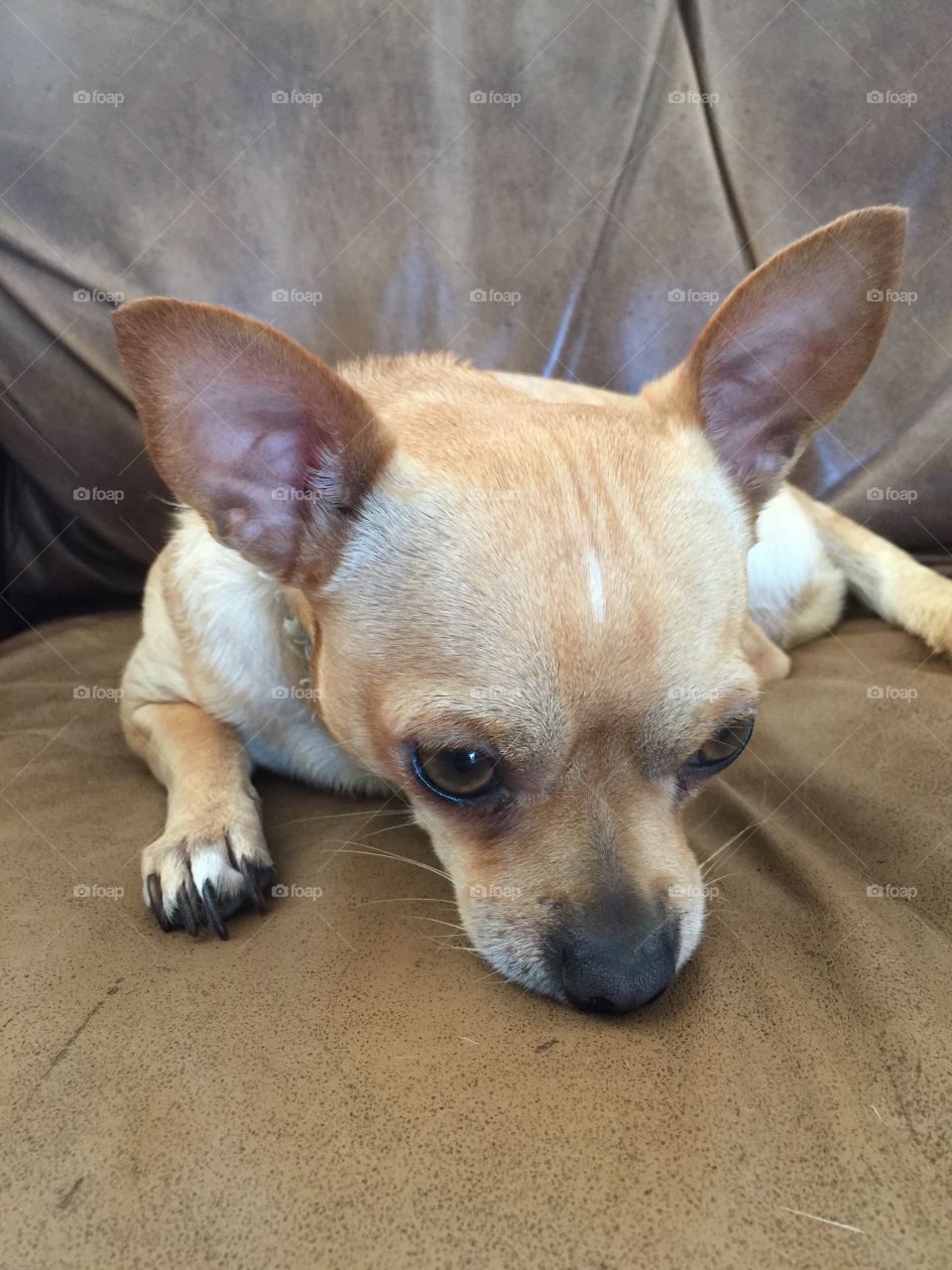 Chihuahua sleepy 