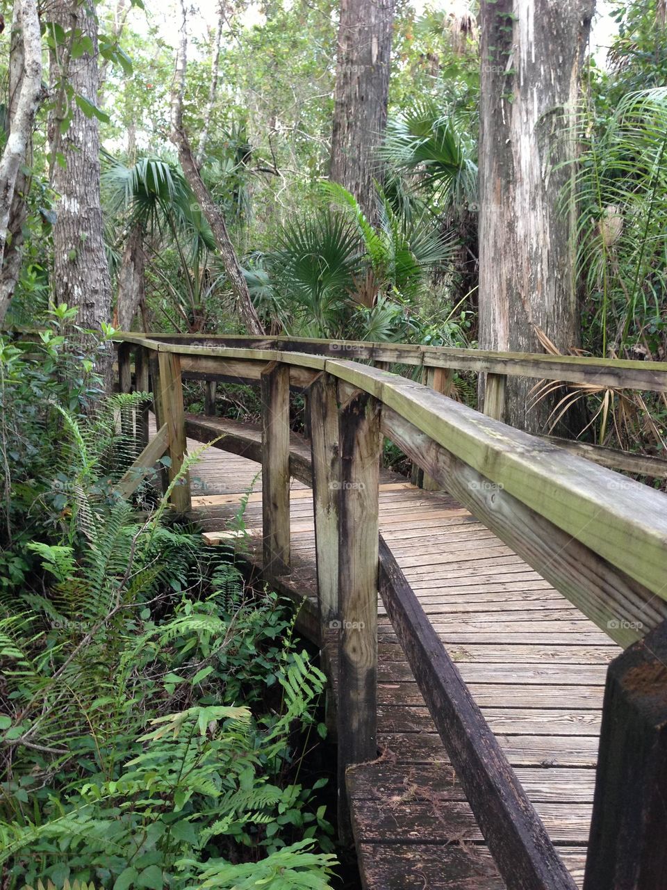Boardwalk trail through the forest.