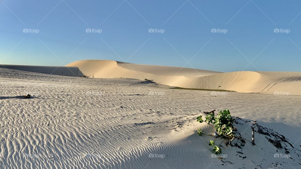 White dunes 