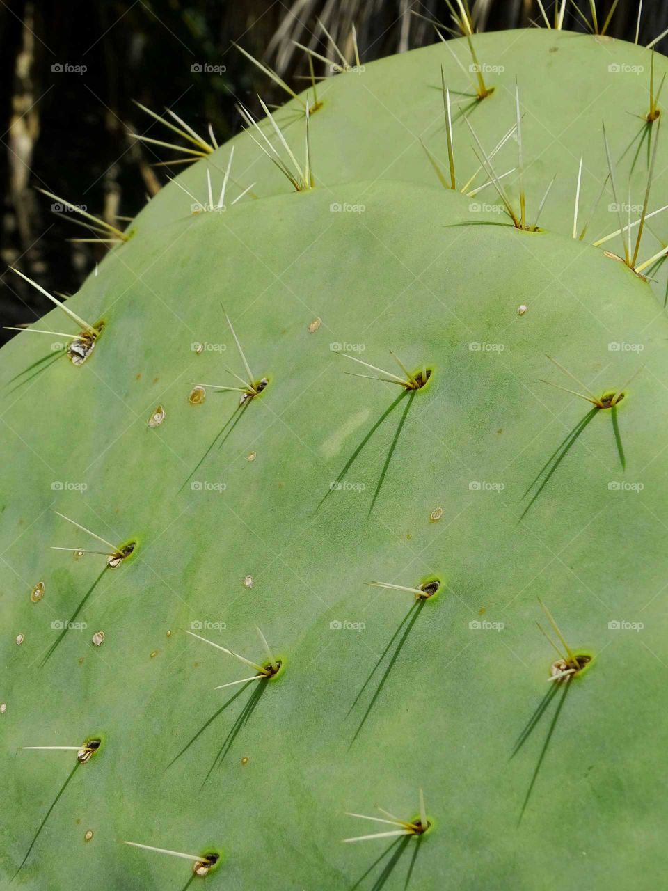 Cactus