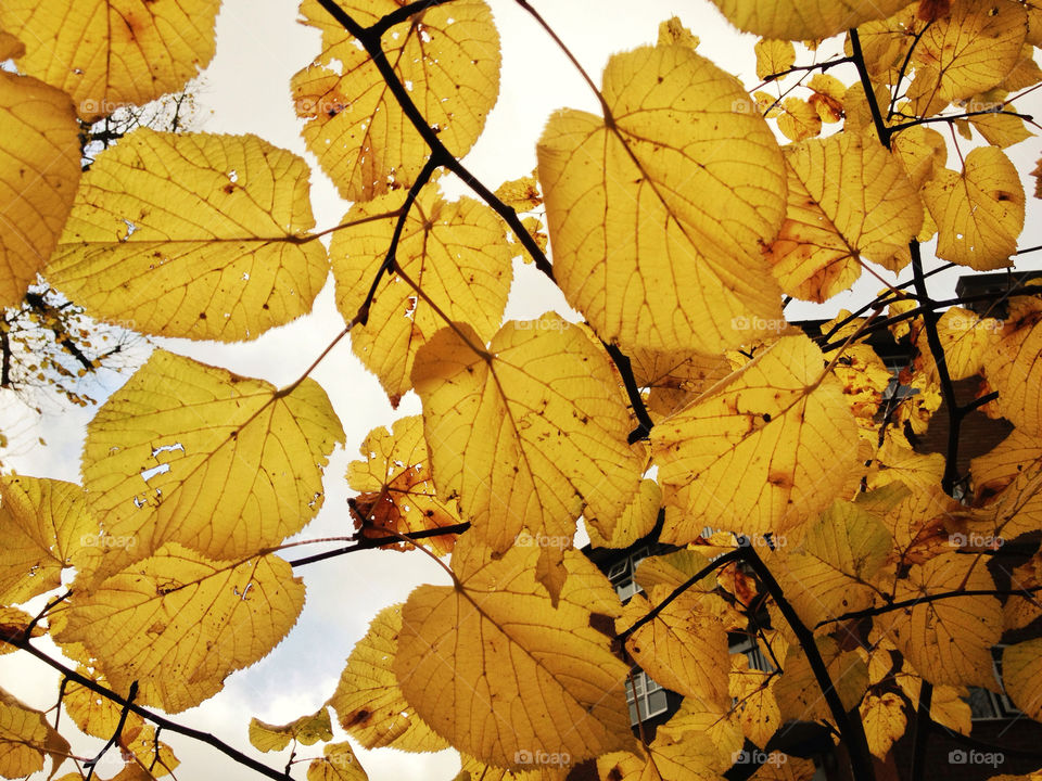 yellow autumn leafs mission5 by uzzidaman