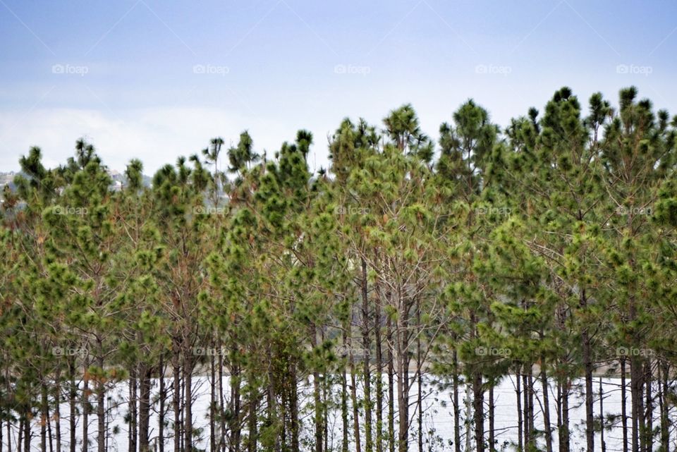 Pine Trees