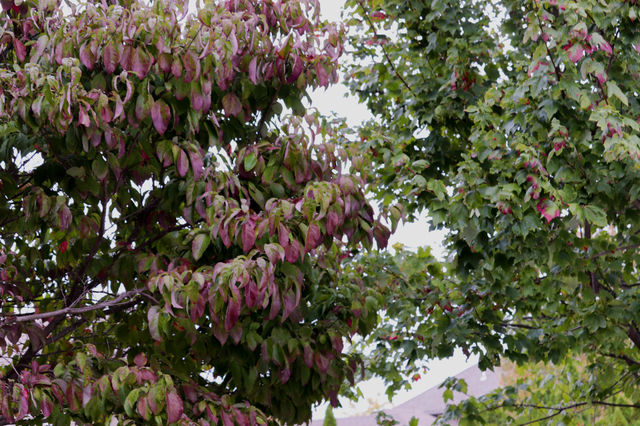 red leaves on trees