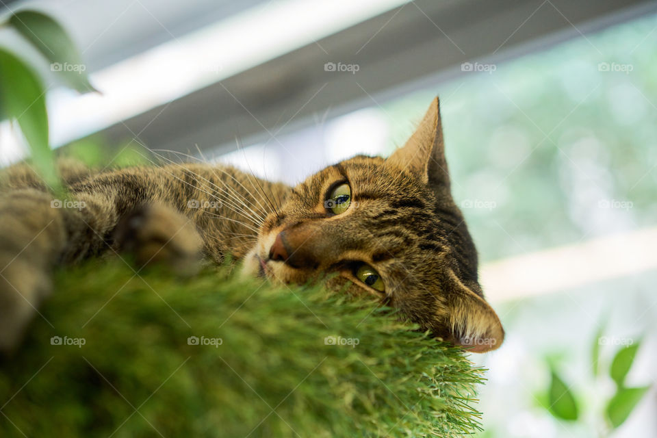 Close-up of cat lying on grass