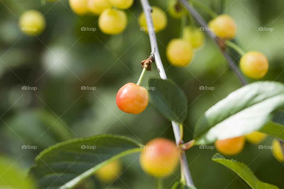 Ripe and unripe cherry on a branch in garden. close up