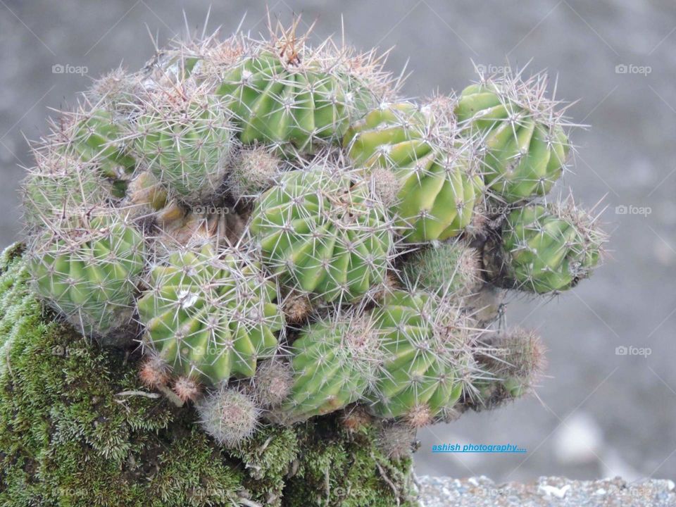 cactus.....