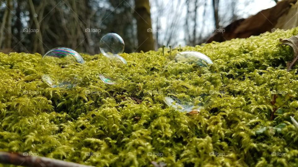 Bubbles on fern