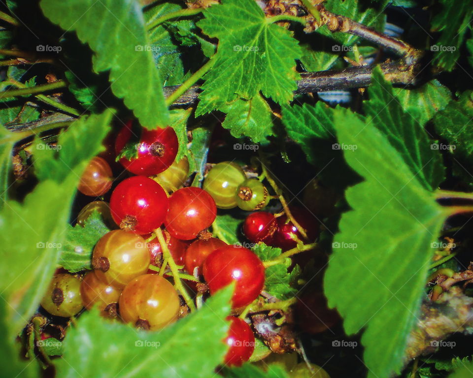 Redcurrant