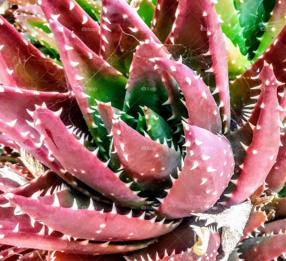 Aloe Close-up