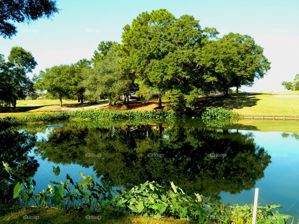 Green trees reflected on lake