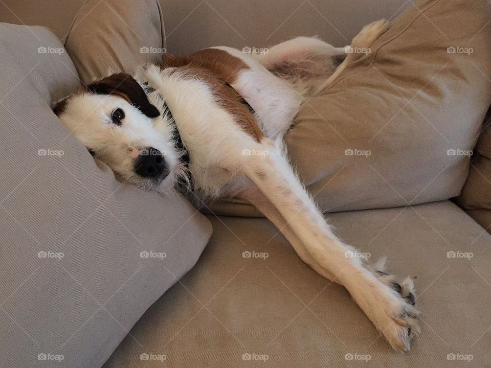 Cute dog relaxing on couch