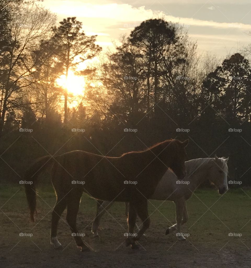 Harley and Wrangler playing in the sunset