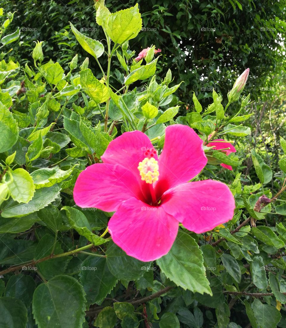 The blooming of pink hibiscus with green leaves background.